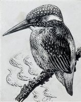Lot 280 - C.F. Tunnicliffe, "Kingfisher", ink on scraperboard.