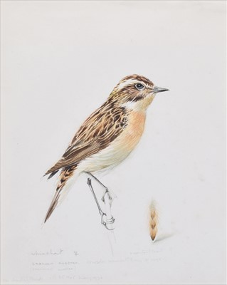 Lot 184 - Mildred Eldridge, Whinchat, watercolour.