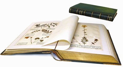 Lot 38 - Hanham. F British Grasses
