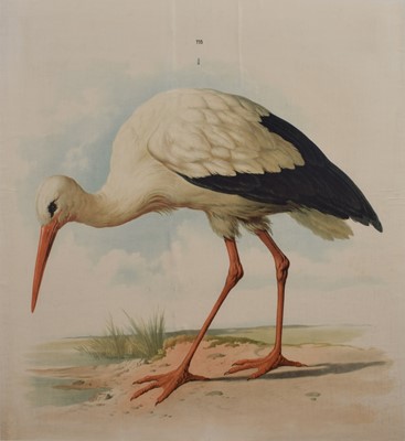 Lot 77 - Stork Print