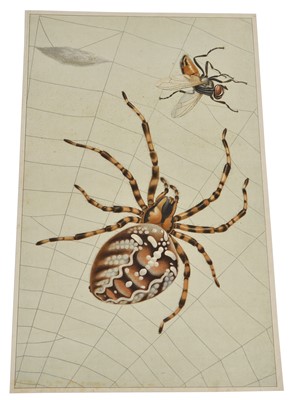 Lot 84 - Two Insect Posters