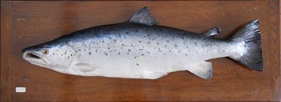 Lot 315 - Rowland Ward 43lb plaster cast Salmon