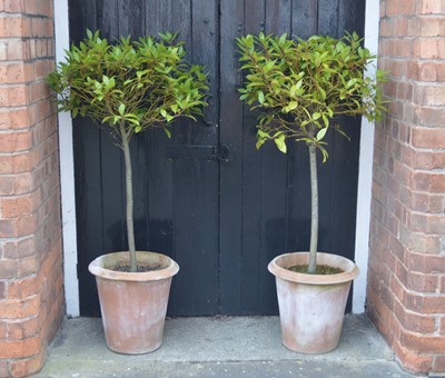 Lot 425 - Two terracotta pots containing bay trees.