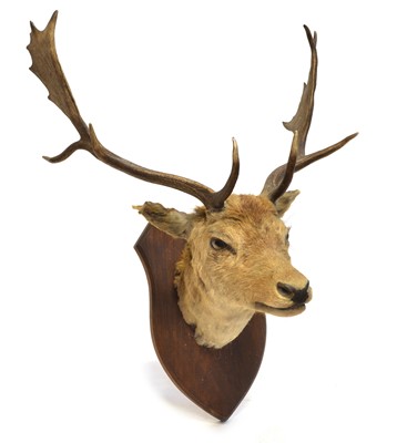 Lot 254 - Stag's head