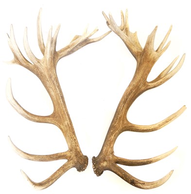Lot 336 - An Impressive Pair of Thirty-Two Point Red Deer Antlers