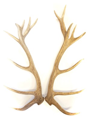 Lot 432 - Pair of 14 point Red Deer antlers.