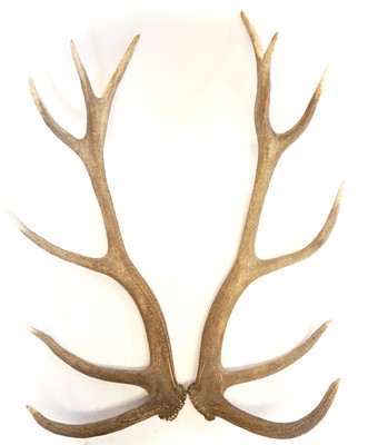 Lot 433 - Pair of 14 point Red Deer antlers.