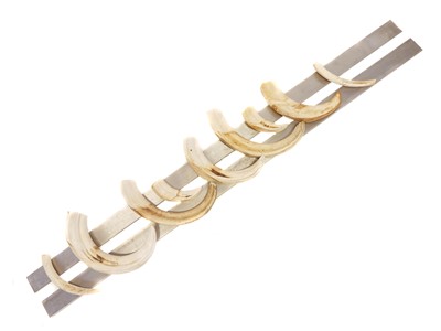 Lot 401 - Stainless Steel blanks and nine warthog tusks...