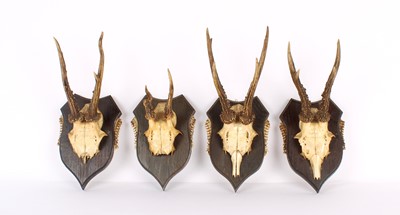 Lot 260 - A Set of Four Taxidermy Roe Deer Antler and Skull Mounts