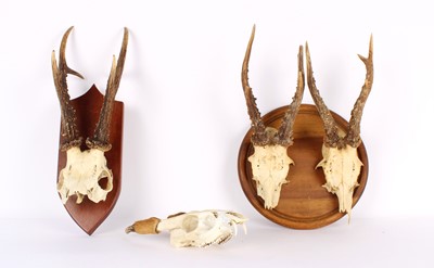 Lot 258 - A Taxidermy Reeves' Muntjac Antler and Skull Mount
