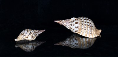 Lot 244 - Natural History & Conchology