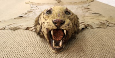 Lot 273 - An Early 20th Century Taxidermy Bengal Tiger (Panthera Tigris Tigris) Rug