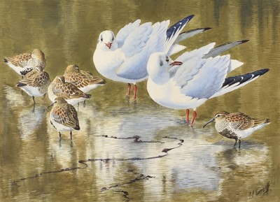 Lot 189 - Charles Frederick Tunnicliffe (British 1901-1979)