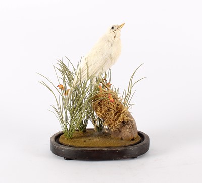 Lot 276 - A Victorian Taxidermy Albino Blackbird (Turdus merula)