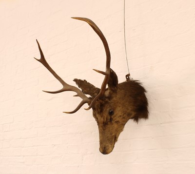 Lot 275 - A Taxidermy Stag (Cervus elaphus) Head
