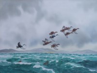 Lot 497 - R.W. Milliken, Eider ducks, watercolour.