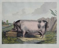 Lot 619 - After Sir Edwin Landseer, A British Boar, engraving.