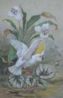 Lot 562 - S. Buxton, 19th/20th century, Cockatoo and flora, watercolour.