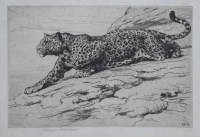 Lot 571 - Herbert Dicksee, Leopard, signed etching.