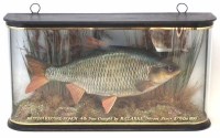Lot 30 - Roach in glass case, 1990.