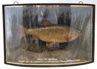 Lot 31 - Roach in glass display case, dated 1908.