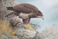 Lot 551 - Cyril David Johnston, Buzzard, watercolour.