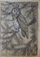 Lot 583 - C.F. Tunnicliffe, Long-eared Owl, charcoal and watercolour.