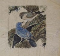 Lot 588 - C.F. Tunnicliffe, Bird study, pencil and watercolour..