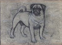 Lot 592 - C.F. Tunnicliffe, Pug dog, pencil and charcoal.