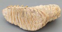 Lot 18 - Mammoth molar.
