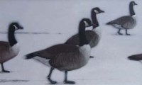 Lot 529 - Gwyn Jones, Canadian Geese, oil.
