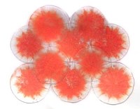 Lot 836 - The glass disks to fit an Italian 1960's design light fitting by Mazzega Murano