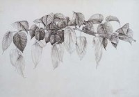 Lot 513 - Raphael Ghislain, Davidia Involucrata, sepia ink.