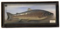 Lot 24 - Stuffed trout.