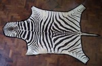 Lot 1011 - Zebra skin with export certificate.