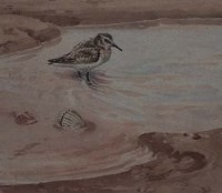 Lot 450 - R.B. Talbot Kelly, Little Stint, watercolour.