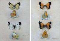 Lot 467 - A.D.A. Russwurm, Clouded yellow and pale clouded yellow, butterfly studies, gouache (2).