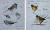 Lot 468 - Stephanie Thorpe, Dark-eyed Junco and Common Yellowthroat (2).