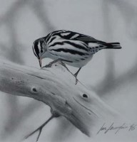Lot 469 - Ian Lewington, Black and white warbler, gouache.