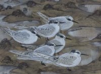 Lot 521 - C.F. Tunnicliffe, Sandwich Terns, pencil and watercolour.