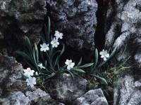 Lot 570 - Ann Soper, Still life with white flower in rocky outcrop, gouache