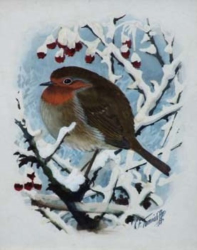 62 - C.F. Tunicliffe, Robin, watercolour