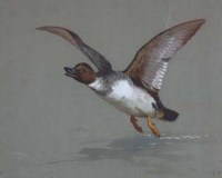 Lot 166 - Archibald Thorburn, Goldeneye, watercolour