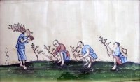 Lot 468 - Eleven Chinese tea planting pictures, hand