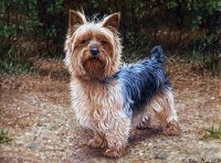 Lot 57 - John Mould, Yorkshire terrier, oil