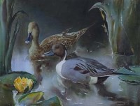 Lot 132 - Arthur W. Gay, Three Pintails, watercolour