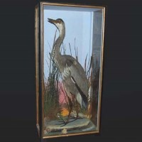 Lot 367 - Cased stuffed Heron