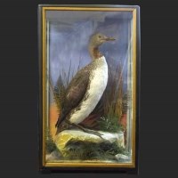 Lot 368 - Cased stuffed Guillemot