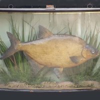 Lot 456 - Cased Bream