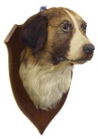 Lot 456 - 'Earl' mounted St Bernard mask